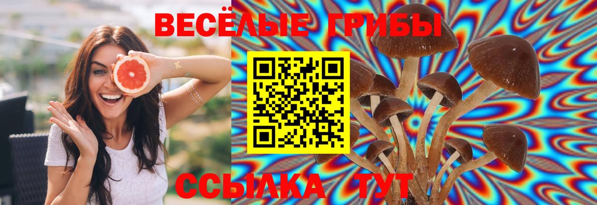 Псилоцибиновые грибы Cubensis Борзя